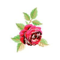 Garden Roses Flowers