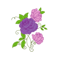 Garden Roses Flowers