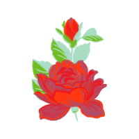 Garden Roses Flowers Garden Roses Flowers