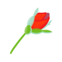 Garden Roses Flowers Garden Roses Flowers