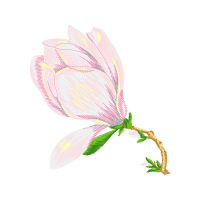 Garden Roses Flowers