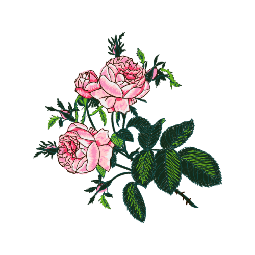 Garden Roses Flowers Garden Roses Flowers