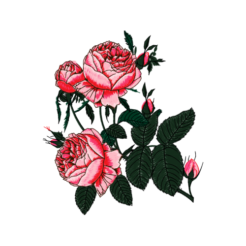 Garden Roses Flowers Garden Roses Flowers