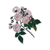 Garden Roses Flowers