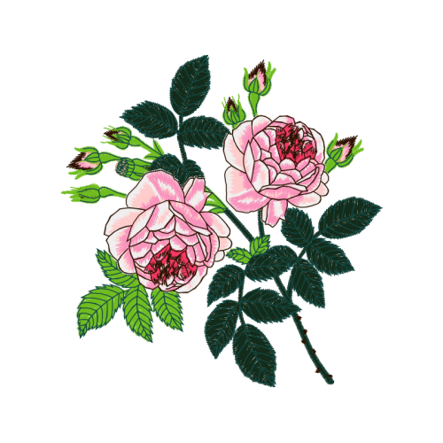 Garden Roses Flowers Garden Roses Flowers