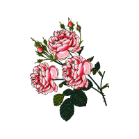 Garden Roses Flowers