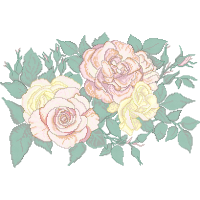 Garden Roses Flowers Garden Roses Flowers