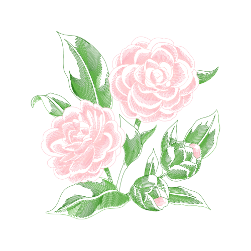 Garden Roses Flowers Garden Roses Flowers