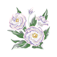 Garden Roses Flowers Garden Roses Flowers