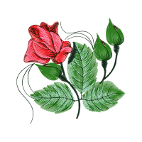 Garden Roses Flowers Garden Roses Flowers