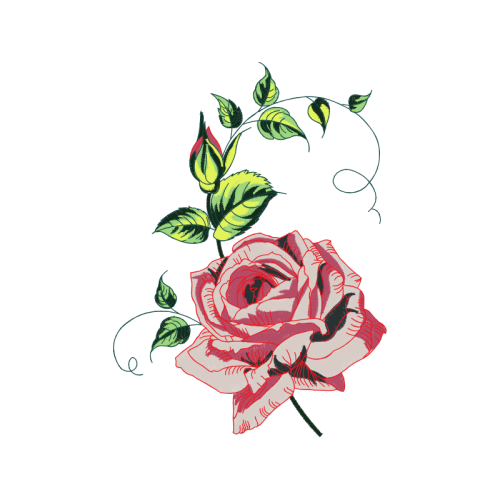 Garden Roses Flowers Garden Roses Flowers