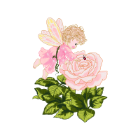 Garden Roses Flowers Garden Roses Flowers