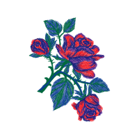 Garden Roses Flowers