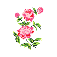 Garden Roses Flowers Garden Roses Flowers