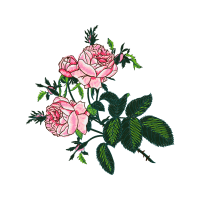 Garden Roses Flowers