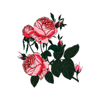 Garden Roses Flowers