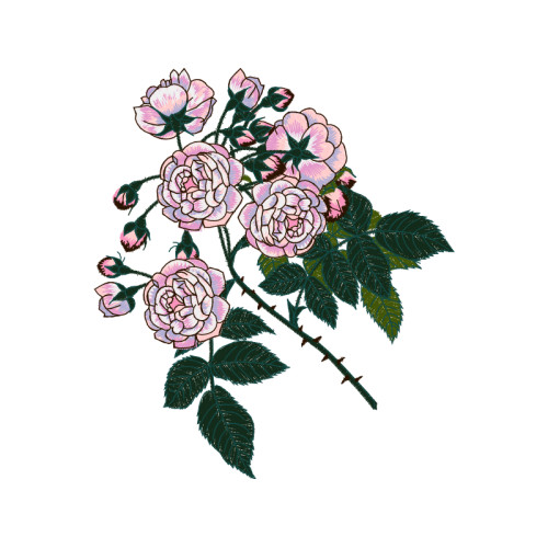 Garden Roses Flowers Garden Roses Flowers