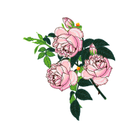 Garden Roses Flowers Garden Roses Flowers