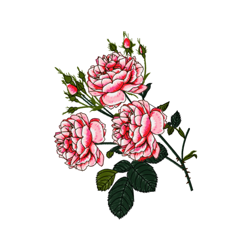 Garden Roses Flowers Garden Roses Flowers