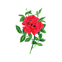 Garden Roses Flowers Garden Roses Flowers