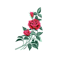 Garden Roses Flowers Garden Roses Flowers