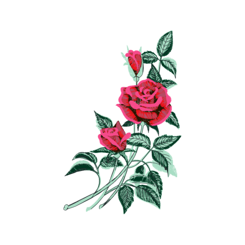 Garden Roses Flowers Garden Roses Flowers