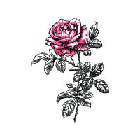 Garden Roses Flowers