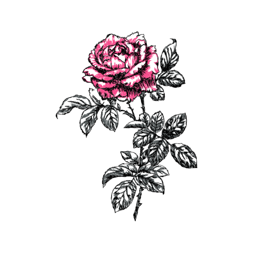 Garden Roses Flowers Garden Roses Flowers