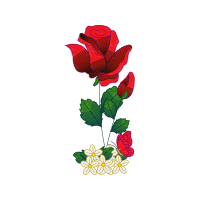 Garden Roses Flowers