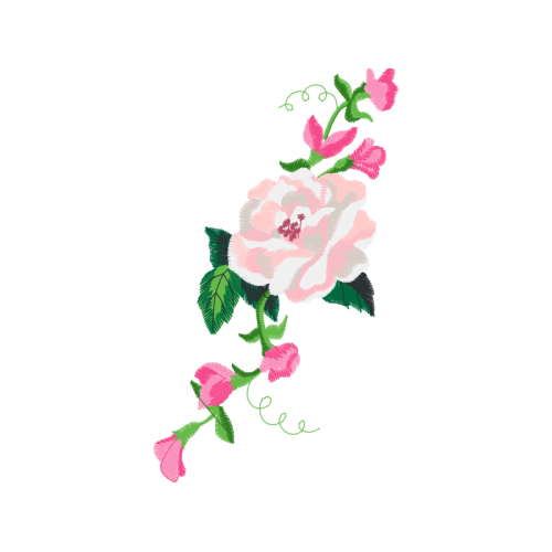 Garden Roses Flowers Garden Roses Flowers