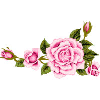 Garden Roses Flowers Garden Roses Flowers