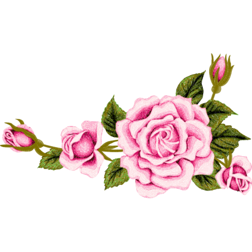 Garden Roses Flowers Garden Roses Flowers