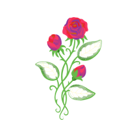 Garden Roses Flowers Garden Roses Flowers