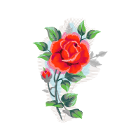 Garden Roses Flowers