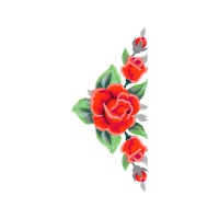 Garden Roses Flowers