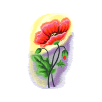 Garden Roses Flowers