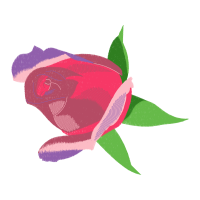 Garden Roses Flowers