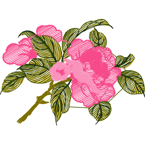 Garden Roses Flowers Garden Roses Flowers