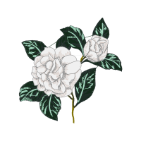 Garden Roses Flowers