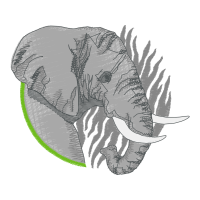 Garden Roses Flowers Garden Roses Flowers