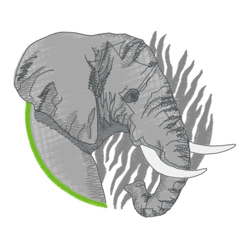 Garden Roses Flowers Garden Roses Flowers