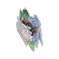 Garden Roses Flowers Garden Roses Flowers