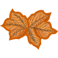 Garden Roses Flowers Garden Roses Flowers