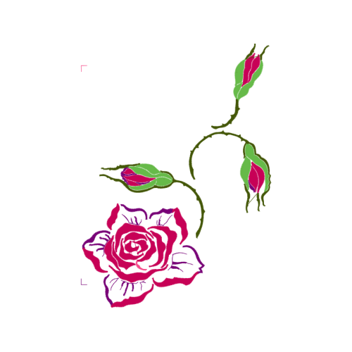 Garden Roses Flowers Garden Roses Flowers