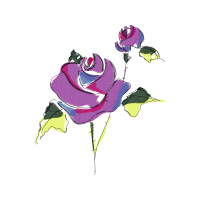 Garden Roses Flowers Garden Roses Flowers