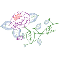 Garden Roses Flowers Garden Roses Flowers