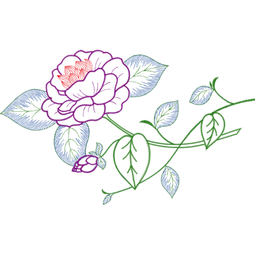 Garden Roses Flowers Garden Roses Flowers