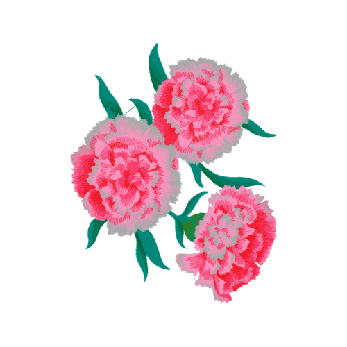 Garden Roses Flowers Garden Roses Flowers