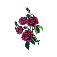 Garden Roses Flowers Garden Roses Flowers