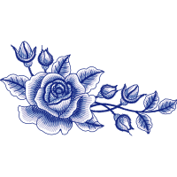 Garden Roses Flowers Garden Roses Flowers